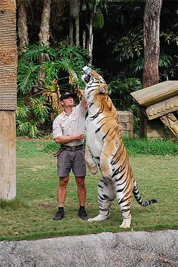 Phì cười với chú hổ luôn nghĩ mình là mèo -3