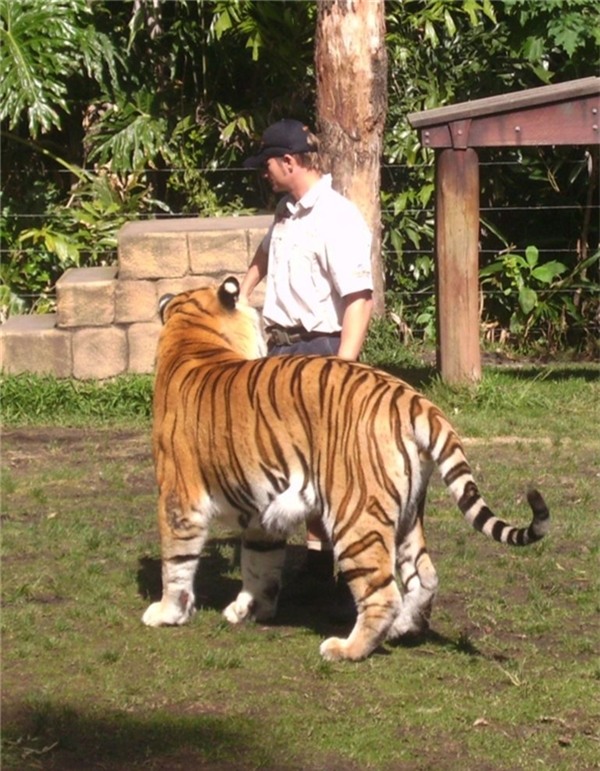 Phì cười với chú hổ luôn nghĩ mình là mèo -3