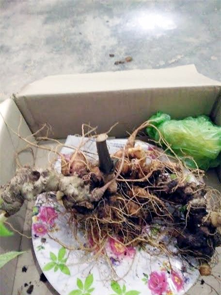 sâm Ngọc Linh, sâm Việt Nam, sâm quý