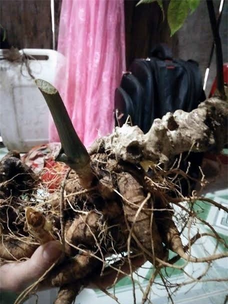 sâm Ngọc Linh, sâm Việt Nam, sâm quý