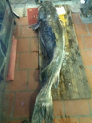 “Thủy quái” sông Mê Kông nặng 112kg xuất hiện ở Hà Nội - 1