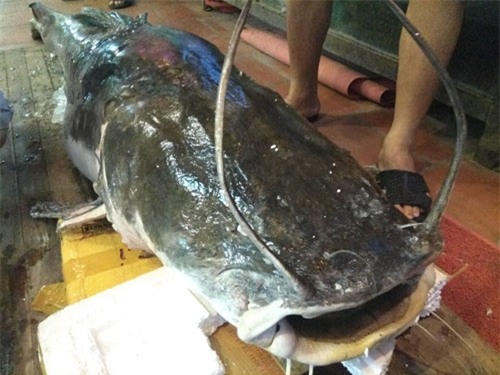 “Thủy quái” sông Mê Kông nặng 112kg xuất hiện ở Hà Nội - 2