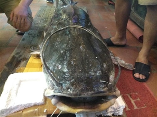 “Thủy quái” sông Mê Kông nặng 112kg xuất hiện ở Hà Nội - 5