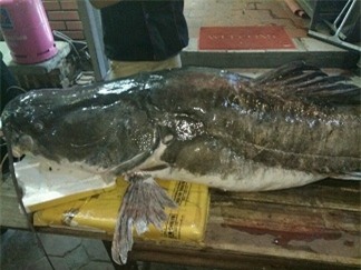 “Thủy quái” sông Mê Kông nặng 112kg xuất hiện ở Hà Nội - 6