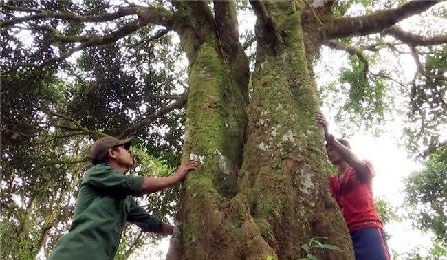 quế trà my, vườn quế cổ thụ, dược liệu, tinh dầu