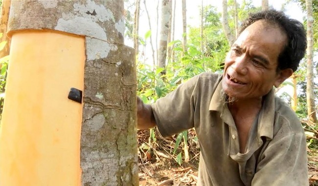 quế trà my, vườn quế cổ thụ, dược liệu, tinh dầu