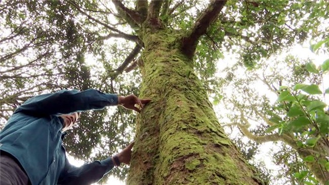 quế trà my, vườn quế cổ thụ, dược liệu, tinh dầu