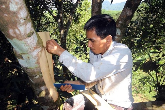 quế trà my, vườn quế cổ thụ, dược liệu, tinh dầu