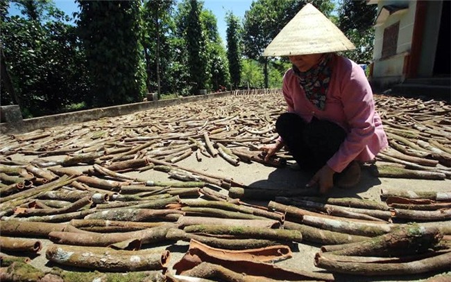 quế trà my, vườn quế cổ thụ, dược liệu, tinh dầu