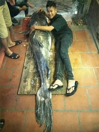 thủy quái, cá khủng, nhà hàng, dân nhậu,