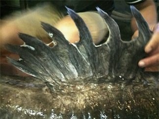 thủy quái, cá khủng, nhà hàng, dân nhậu,