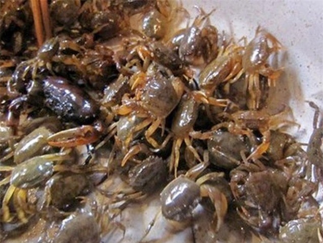 cua xay, cua đồng, tẩm hóa chất