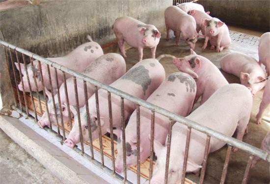 giá thịt lợn giảm mạnh, chăn nuôi lợn, thương lái ép giá thịt lợn, trung quốc ngừng mua thịt lợn, Bộ NN-PTNT