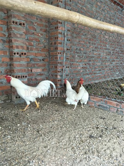 tan mat thay dan  ga chin cua bach tang dot bien gen o hai duong hinh anh 1