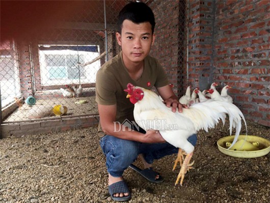 tan mat thay dan  ga chin cua bach tang dot bien gen o hai duong hinh anh 3