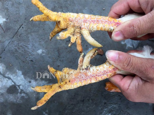 tan mat thay dan  ga chin cua bach tang dot bien gen o hai duong hinh anh 4