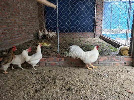 tan mat thay dan  ga chin cua bach tang dot bien gen o hai duong hinh anh 5