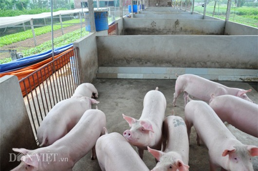 gia lon con 15.000 dong/kg: dan khoc bo doi lon, ca xa nhu co tang hinh anh 1