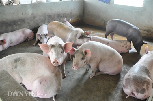 gia lon con 15.000 dong/kg: dan khoc bo doi lon, ca xa nhu co tang hinh anh 2