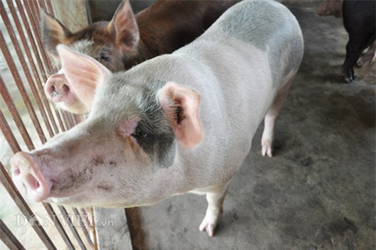 gia lon con 15.000 dong/kg: dan khoc bo doi lon, ca xa nhu co tang hinh anh 4