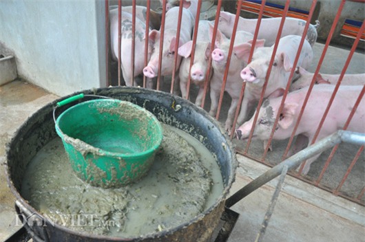 gia lon con 15.000 dong/kg: dan khoc bo doi lon, ca xa nhu co tang hinh anh 5