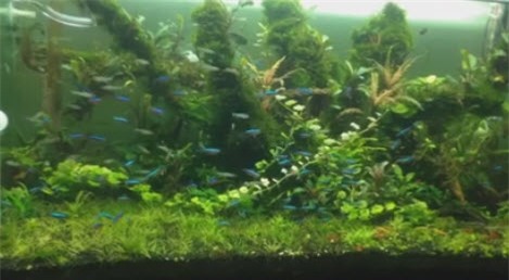 ghen vi chong mai me be ca bo quen gia dinh, vo co hanh dong tra thu khong ai ngo - 1