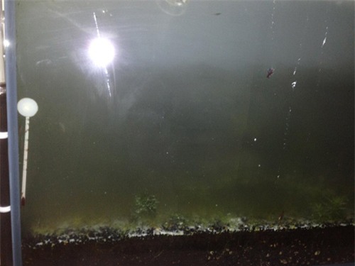 ghen vi chong mai me be ca bo quen gia dinh, vo co hanh dong tra thu khong ai ngo - 4