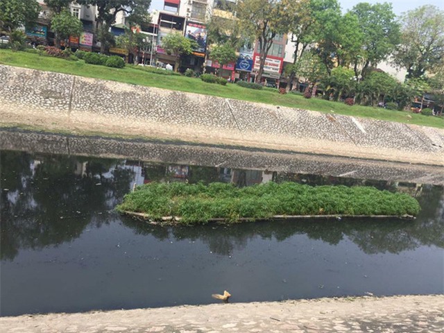 Chú chó nhỏ bị chủ ném xuống sông Tô Lịch. Ảnh: Facebook