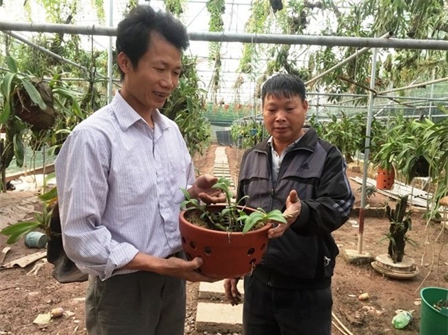 lan rừng, phong lan, hoa lan, lan quý, địa lan