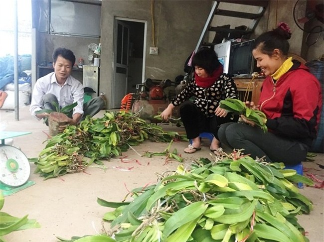 lan rừng, phong lan, hoa lan, lan quý, địa lan