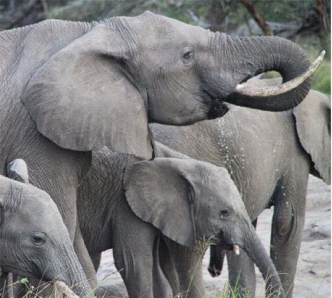 Cuộc sống với những chuyến du lịch xa hoa của nữ tỷ phú trẻ nhất thế giới - Ảnh 4.