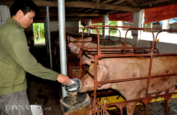 thuong lai noi gi khi bi "ket toi" an het phan cua nguoi nuoi lon? hinh anh 1