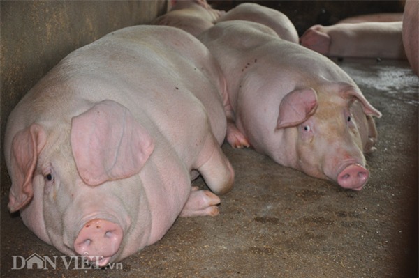 thuong lai noi gi khi bi