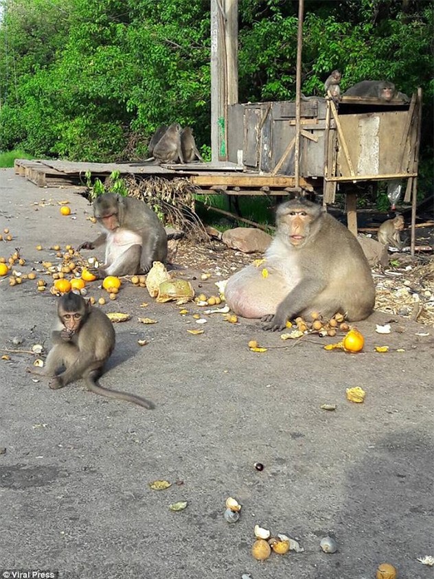Chú khỉ béo ú ăn thủng nồi trôi rế hết hoa quả của đồng bọn trong sở thú - Ảnh 3.