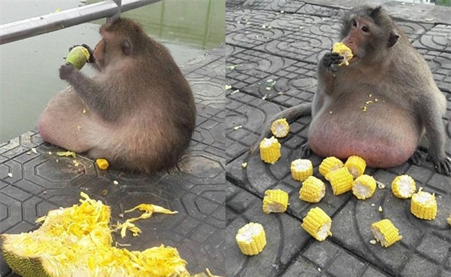 Chú khỉ béo ú ăn thủng nồi trôi rế hết hoa quả của đồng bọn trong sở thú - Ảnh 4.