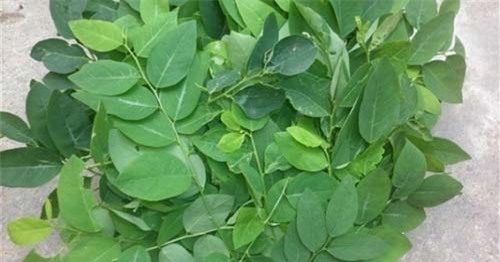 an rau ngot theo cach nay, ban co the de dang loai bo 5kg don gian chi trong 2 tuan - 5