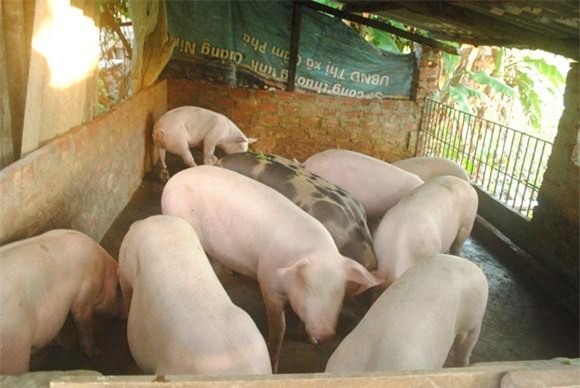 Giá thịt lợn, trứng gà, dưa chuột, cua biển, thực phẩm bẩn, nầm thối