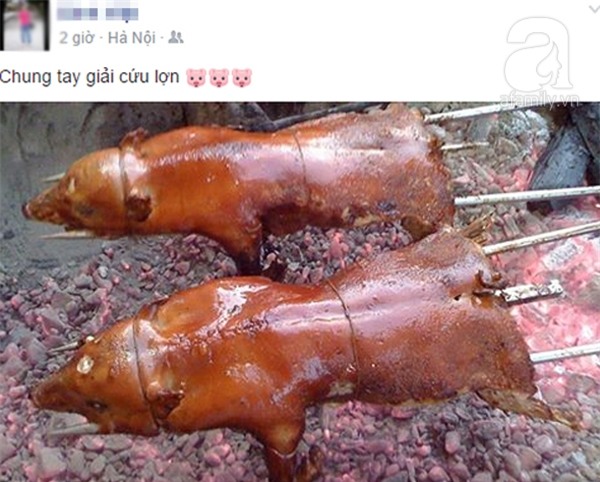 Người dân khắp nơi khoe ảnh giải cứu lợn cho người nông dân - Ảnh 1.