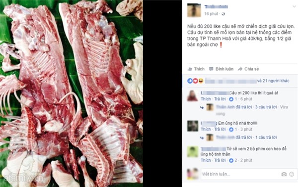 Người dân khắp nơi khoe ảnh giải cứu lợn cho người nông dân - Ảnh 2.