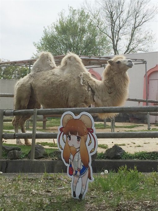 Phải lòng tấm bìa các tông, chú chim cánh cụt già bỏ ăn, chỉ ngơ ngẩn đứng ngắm người tình trong mộng - Ảnh 3.