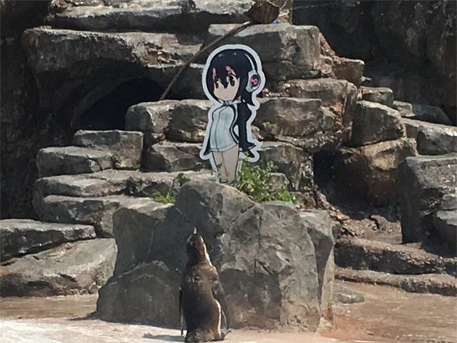 Phải lòng tấm bìa các tông, chú chim cánh cụt già bỏ ăn, chỉ ngơ ngẩn đứng ngắm người tình trong mộng - Ảnh 5.