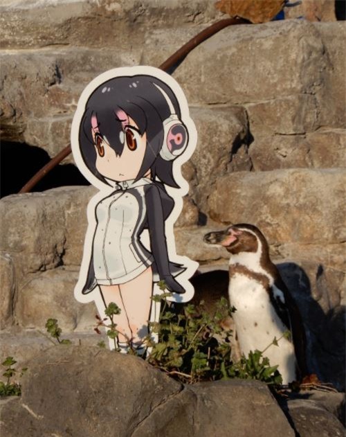 Phải lòng tấm bìa các tông, chú chim cánh cụt già bỏ ăn, chỉ ngơ ngẩn đứng ngắm người tình trong mộng - Ảnh 6.