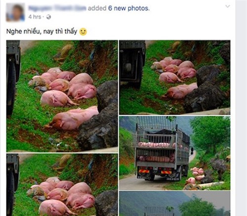 Xôn xao hình ảnh đàn heo bị "bỏ rơi" dọc đường - 1