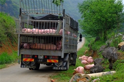 Xôn xao hình ảnh đàn heo bị "bỏ rơi" dọc đường - 2