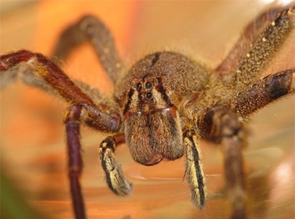 Sinh vật bé nhỏ trú ngụ ngay trong căn nhà bạn có thể gây phát ban, hoại tử mà ít ai để ý - Ảnh 3.