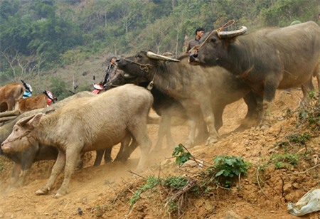 chợ, khu chợ độc đáo, chợ đá quý, chợ côn trùng,