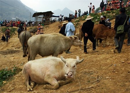 chợ, khu chợ độc đáo, chợ đá quý, chợ côn trùng,