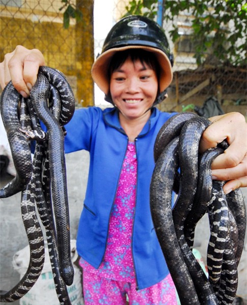 chợ, khu chợ độc đáo, chợ đá quý, chợ côn trùng,