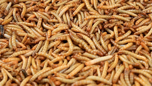 chợ, khu chợ độc đáo, chợ đá quý, chợ côn trùng,