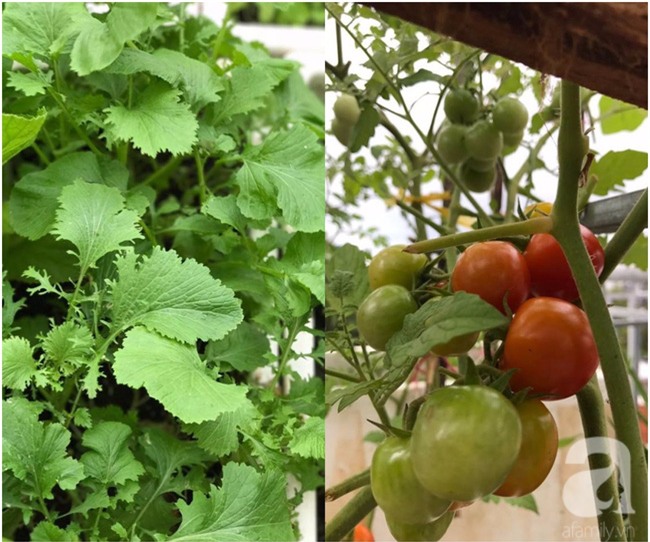 Sân thượng 10m² xanh mướt của bà mẹ dám bỏ sự nghiệp để ở nhà trồng rau, chăm con - Ảnh 12.